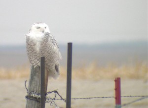 snowy owl 2-20-05 (10)